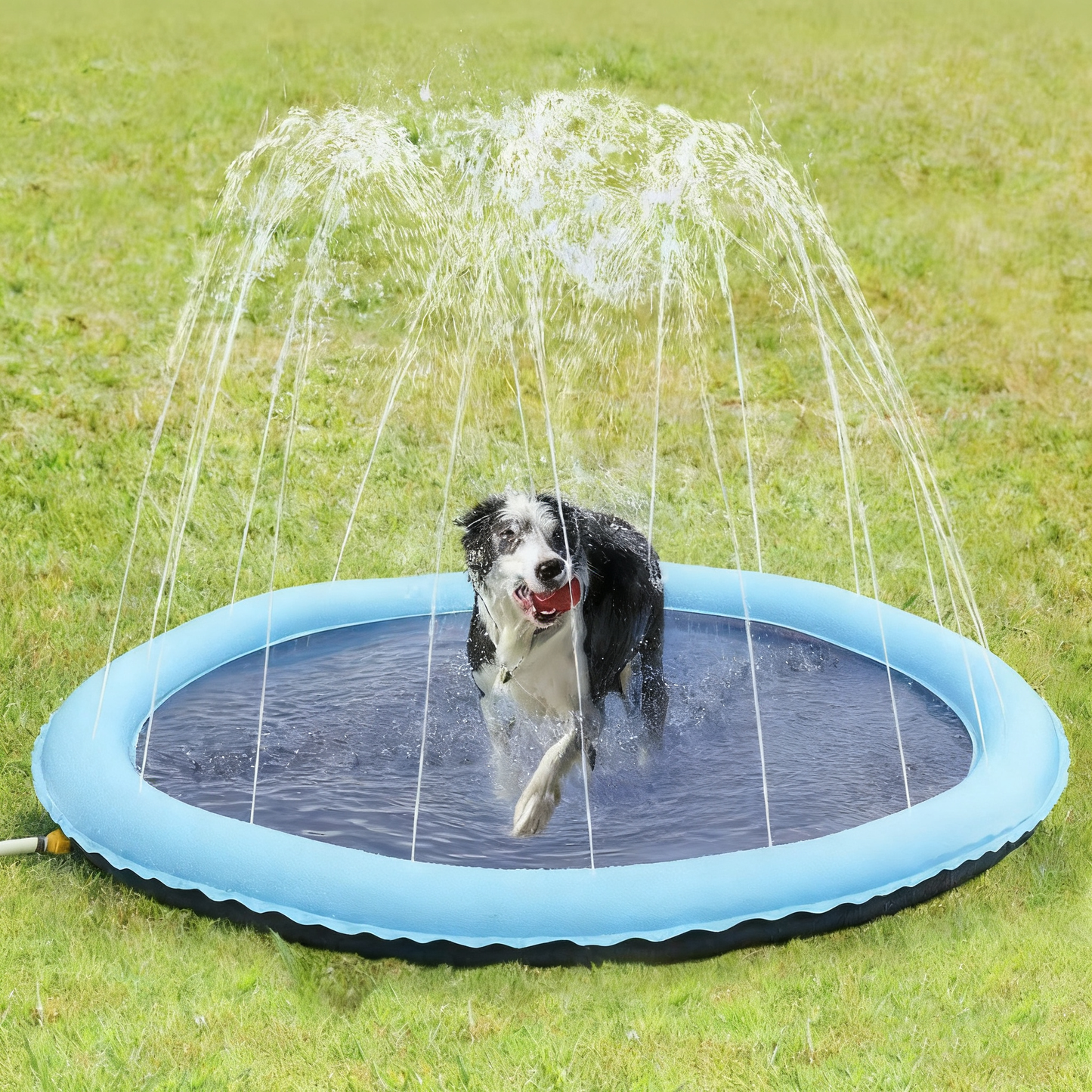 Alfombra de agua PVC para que jueguen las mascotas.
